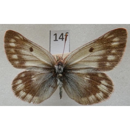 Colias cocandica hinducucica Verity, 1911 Afganistan14f